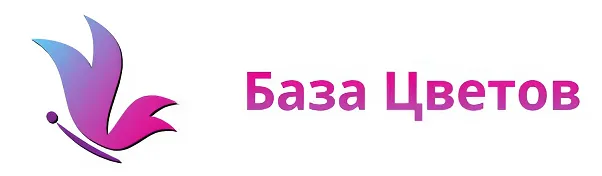 База цветов